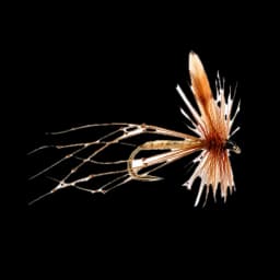 Crane Fly (Daddy)