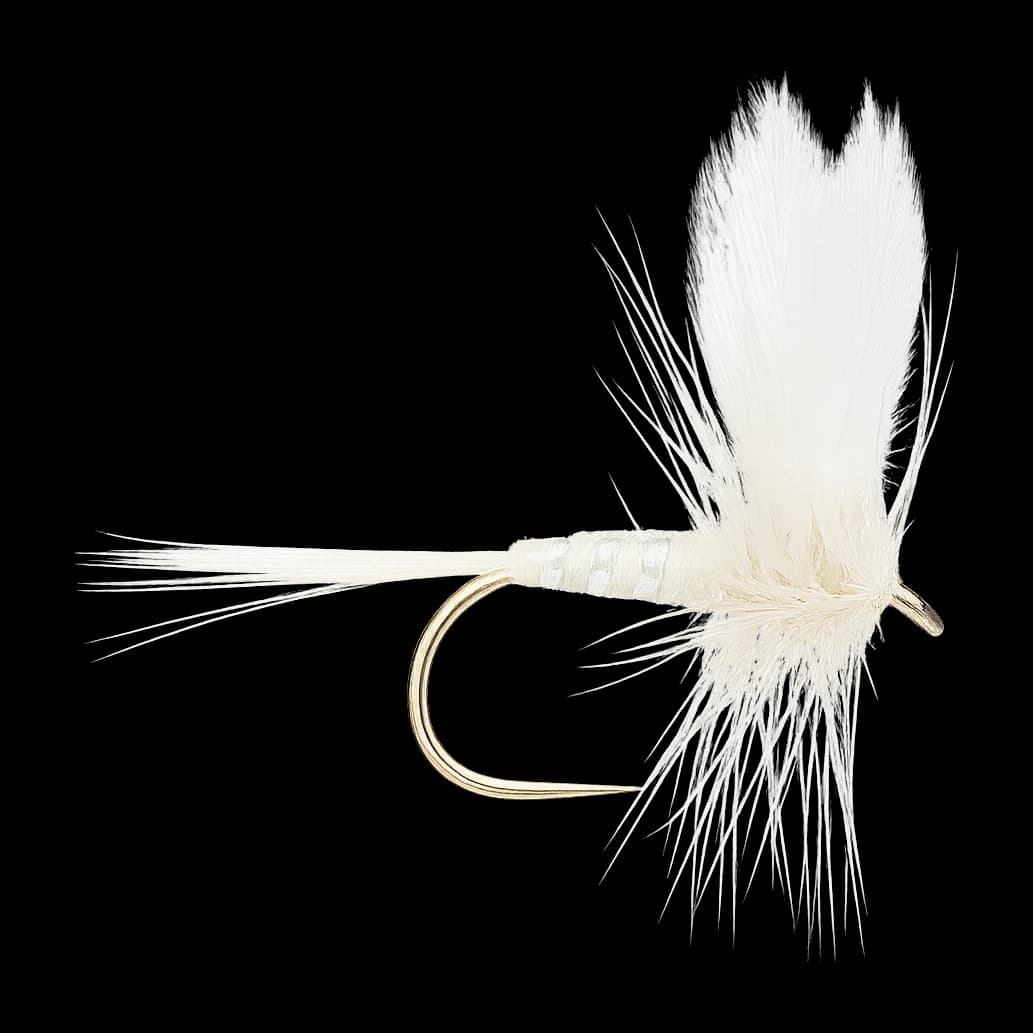 White Fly