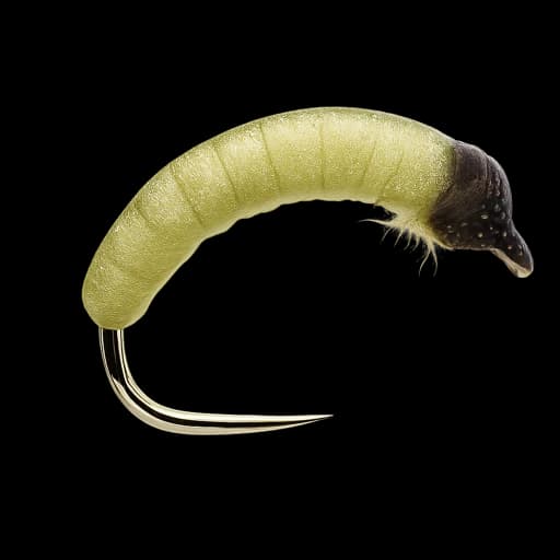 Willow Grub