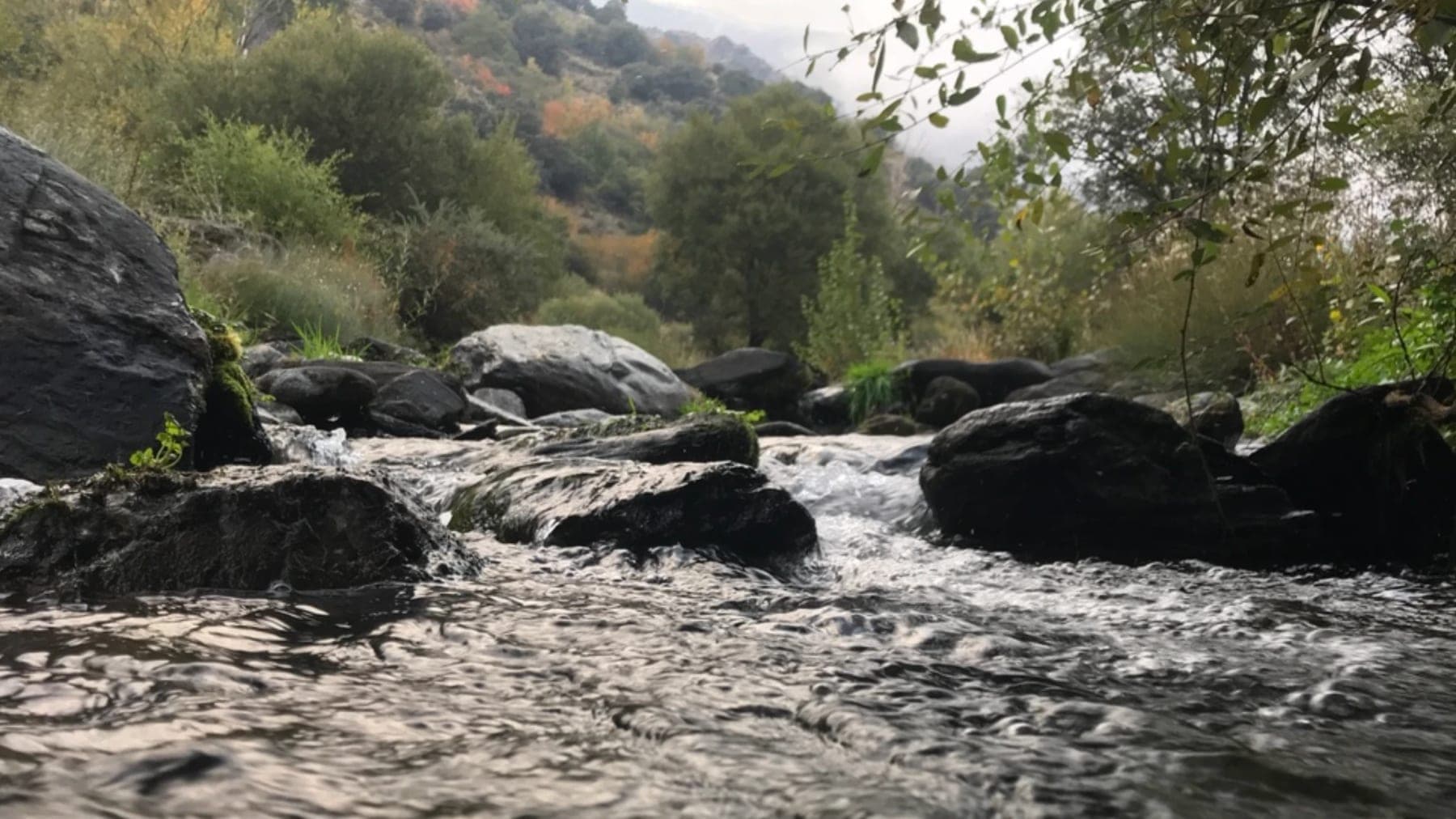 Spanish barbel river