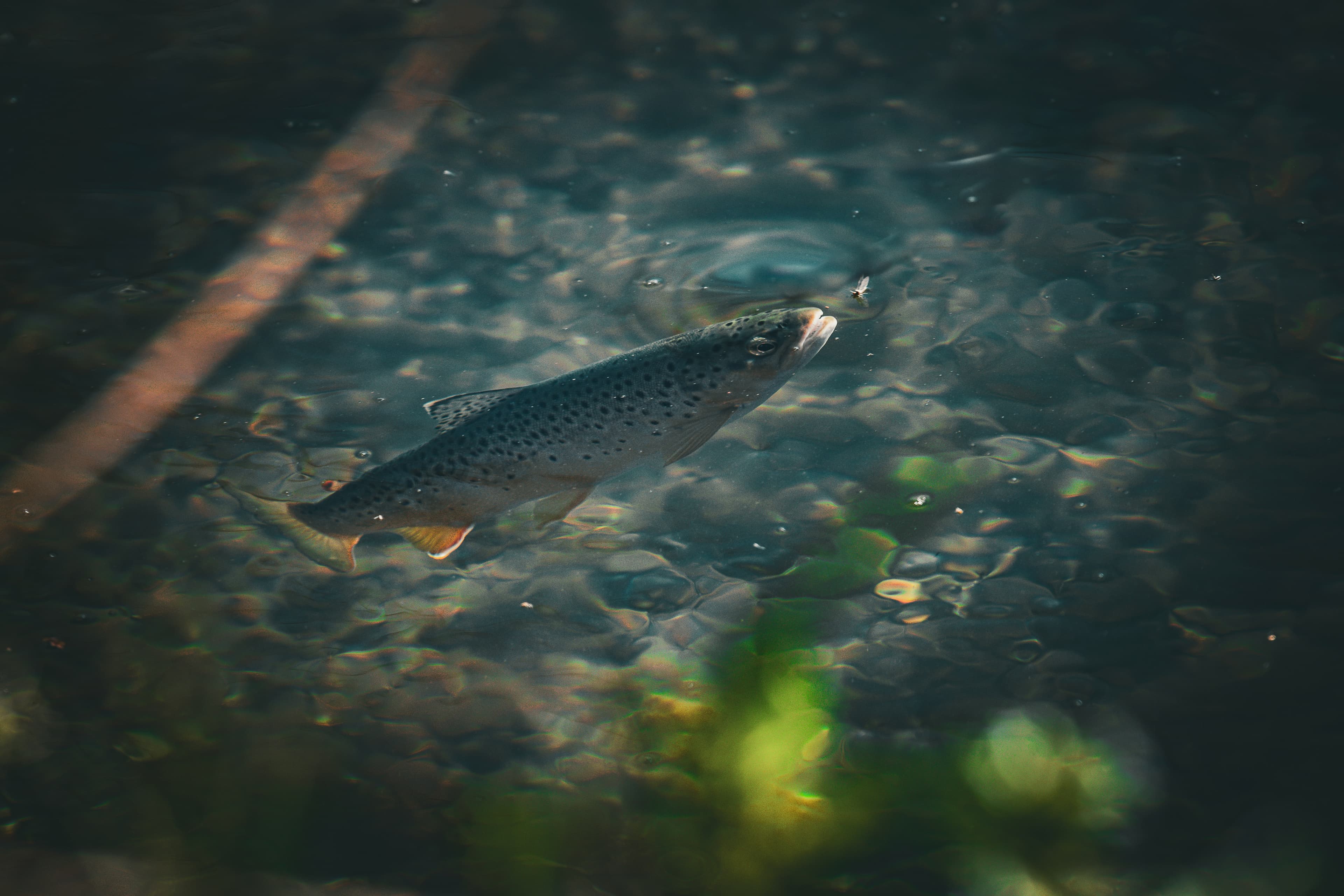 Brown trout in clear water