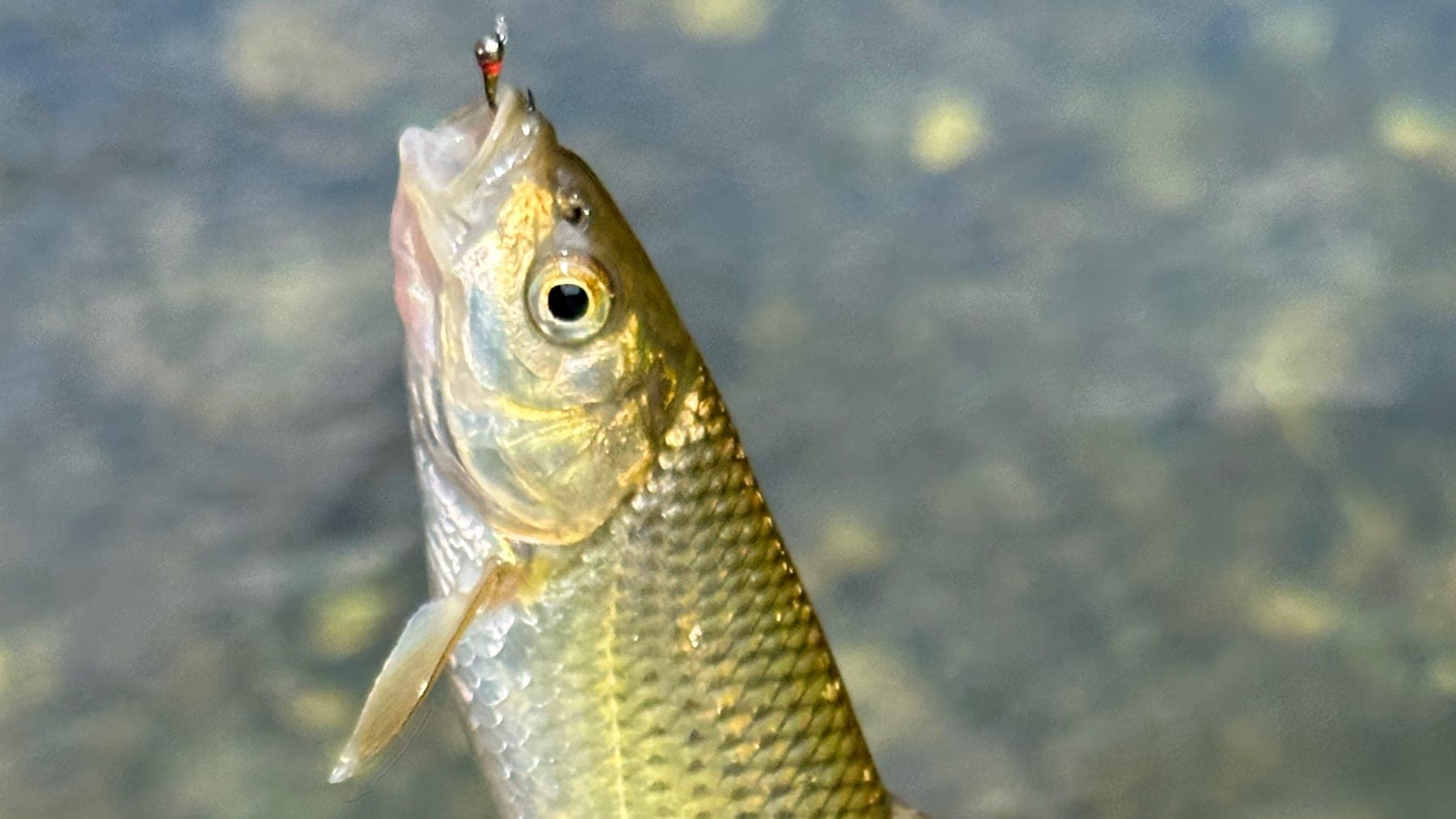 Coarse fish on the fly