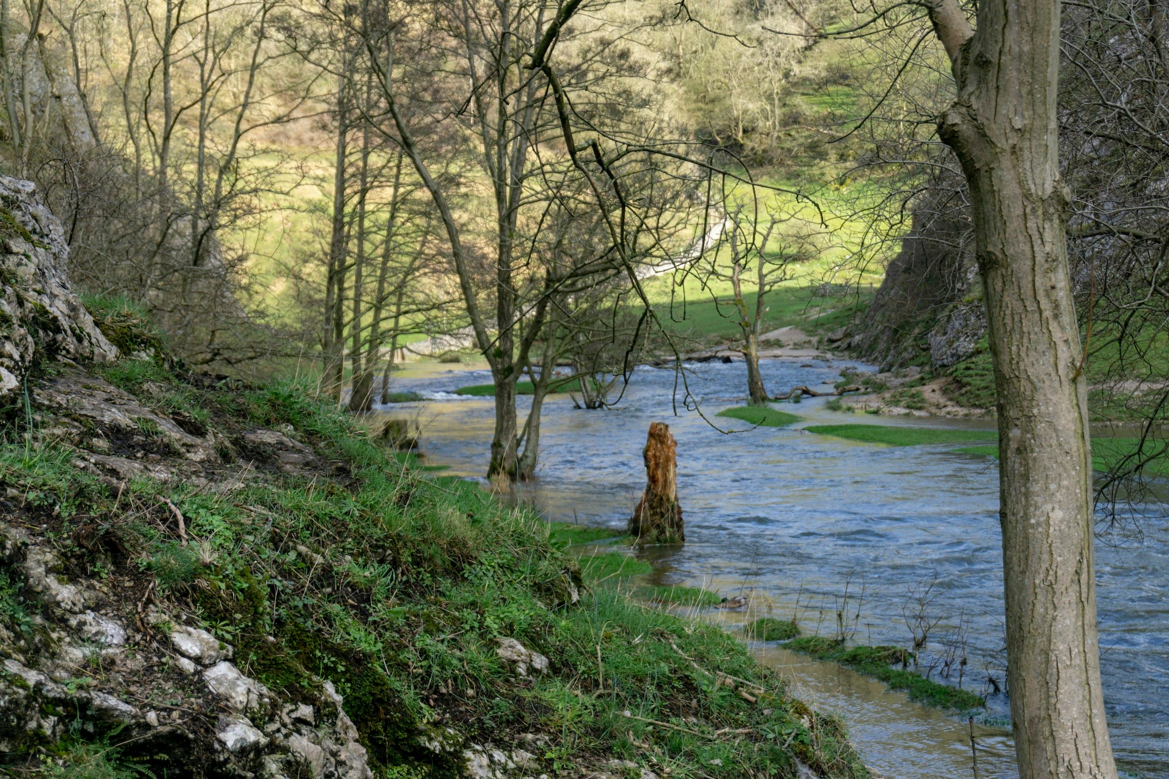 The River Dove running through a wooded Dovedale gorge — Peak District limestone in spring