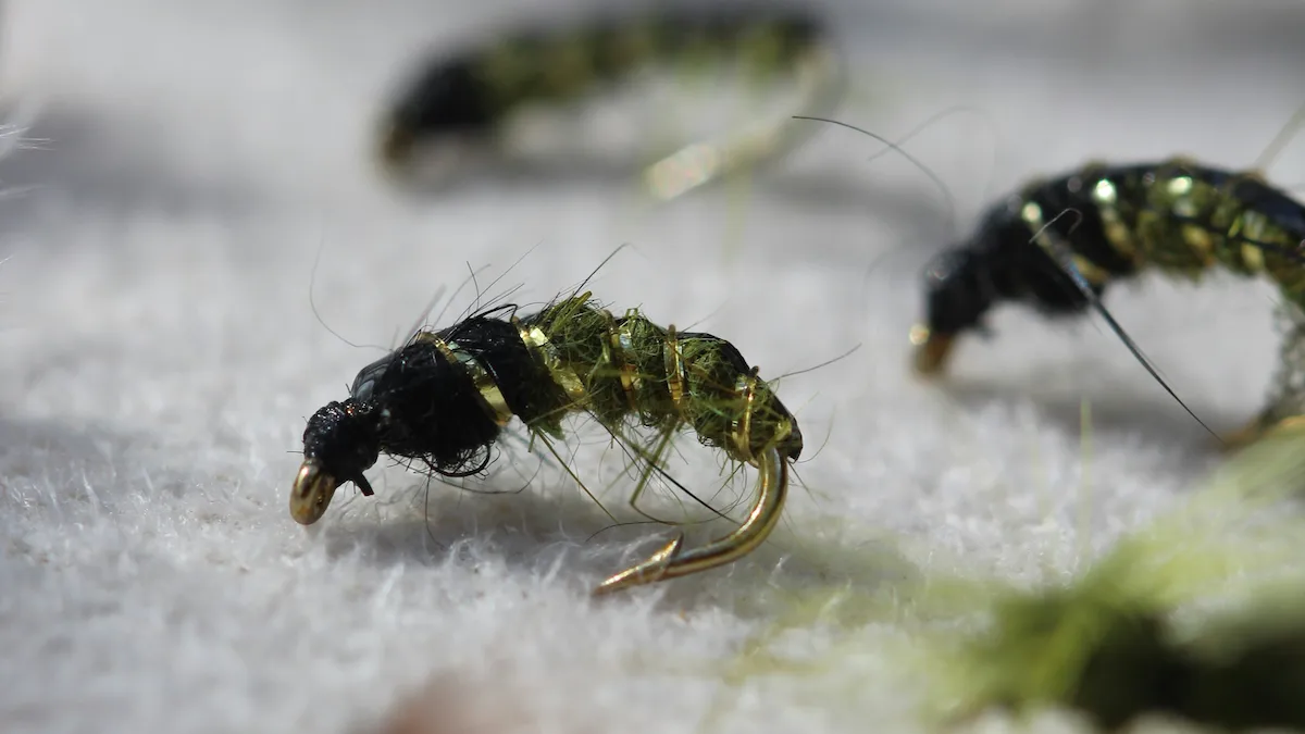 Aquatic insect nymph, macro