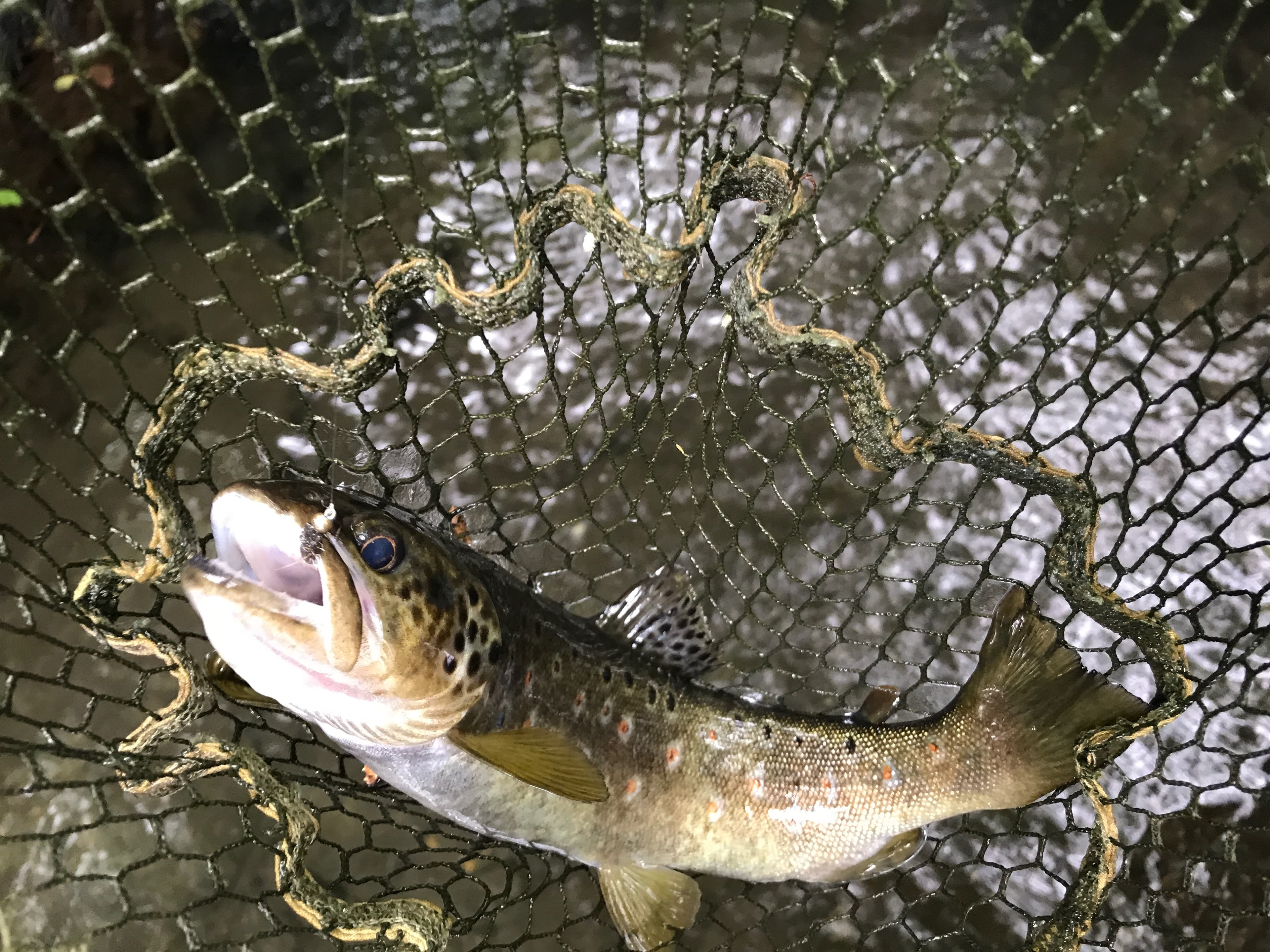 Spanish Pyrenees brown trout