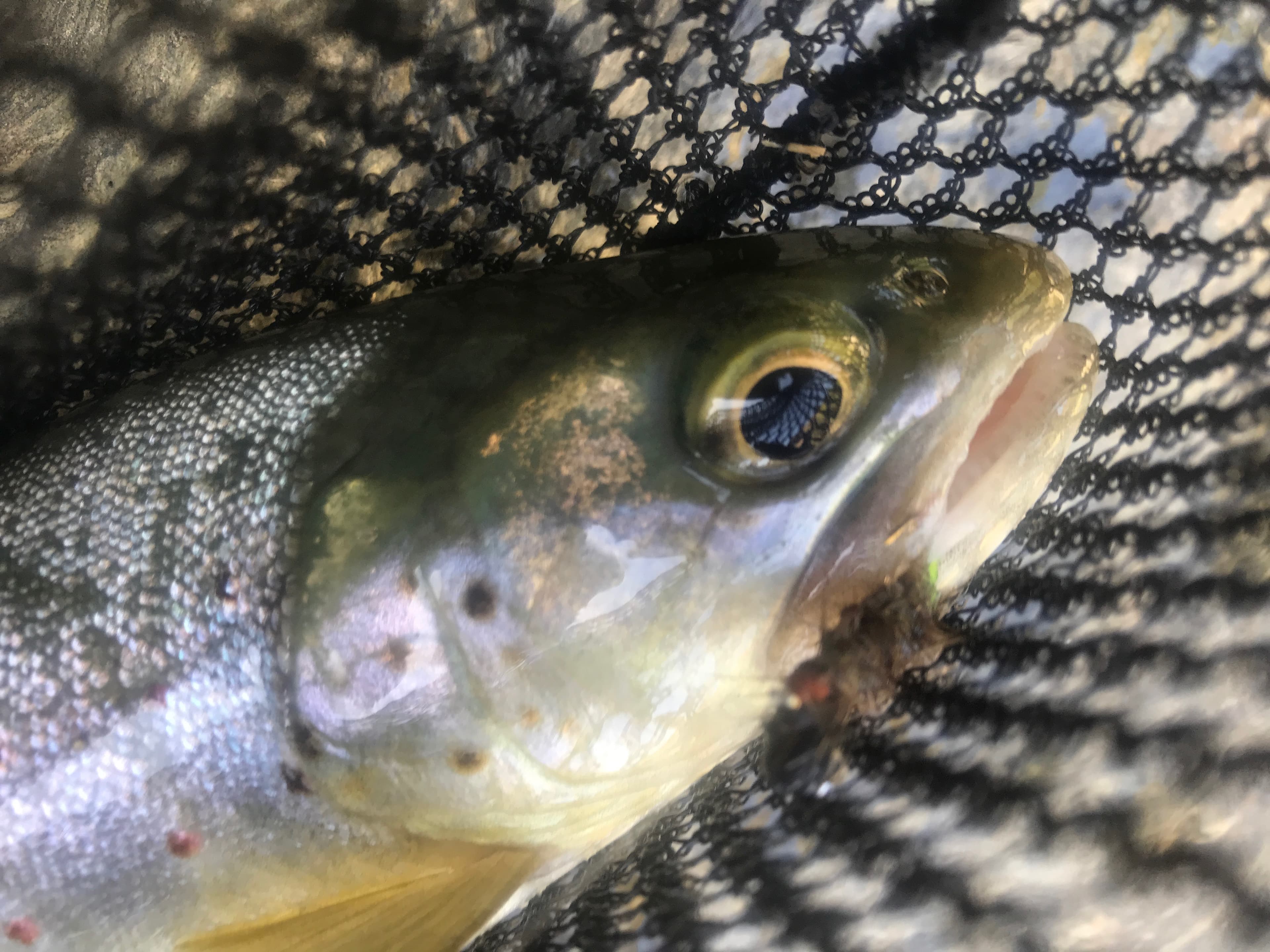 Iberian brown trout in the net — Spanish mountain river
