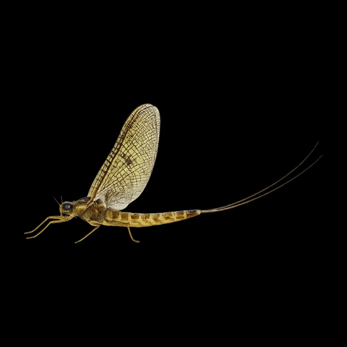Andesiops (Patagonian Olive) — Spinner