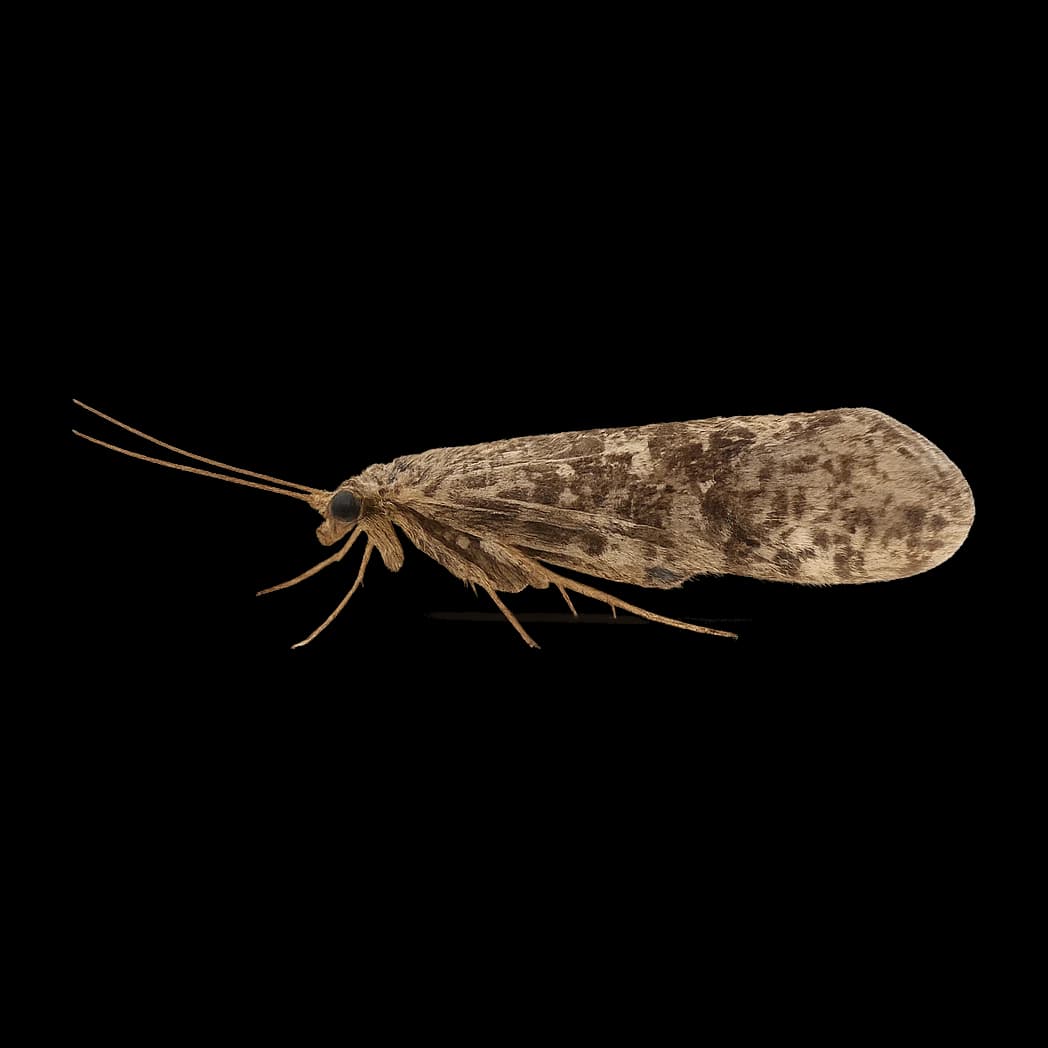 Aoteapsyche colonica — Adult