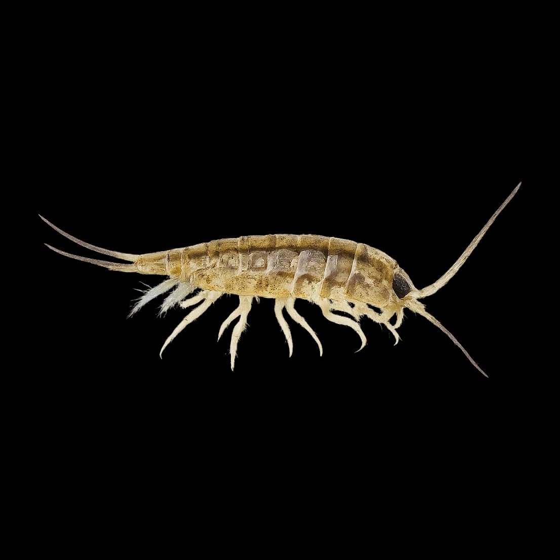 Water Slater — Adult