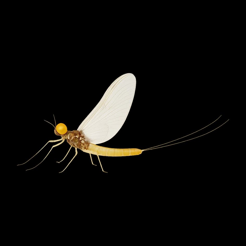 Pale Watery — Spinner