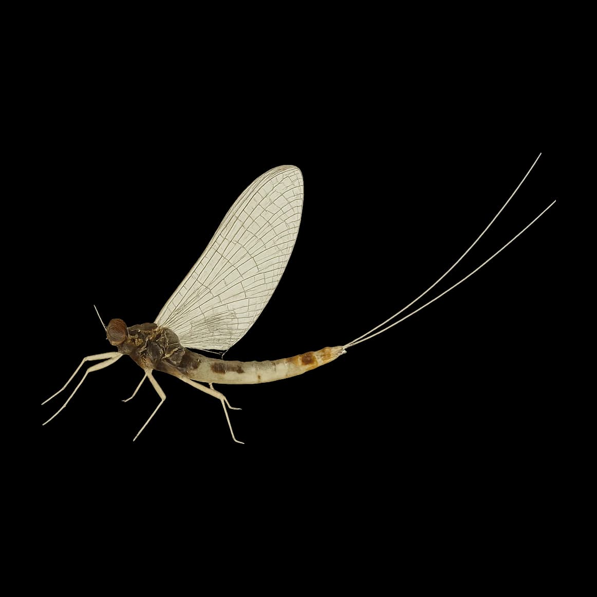 Eastern Blue-Winged Olive — Spinner