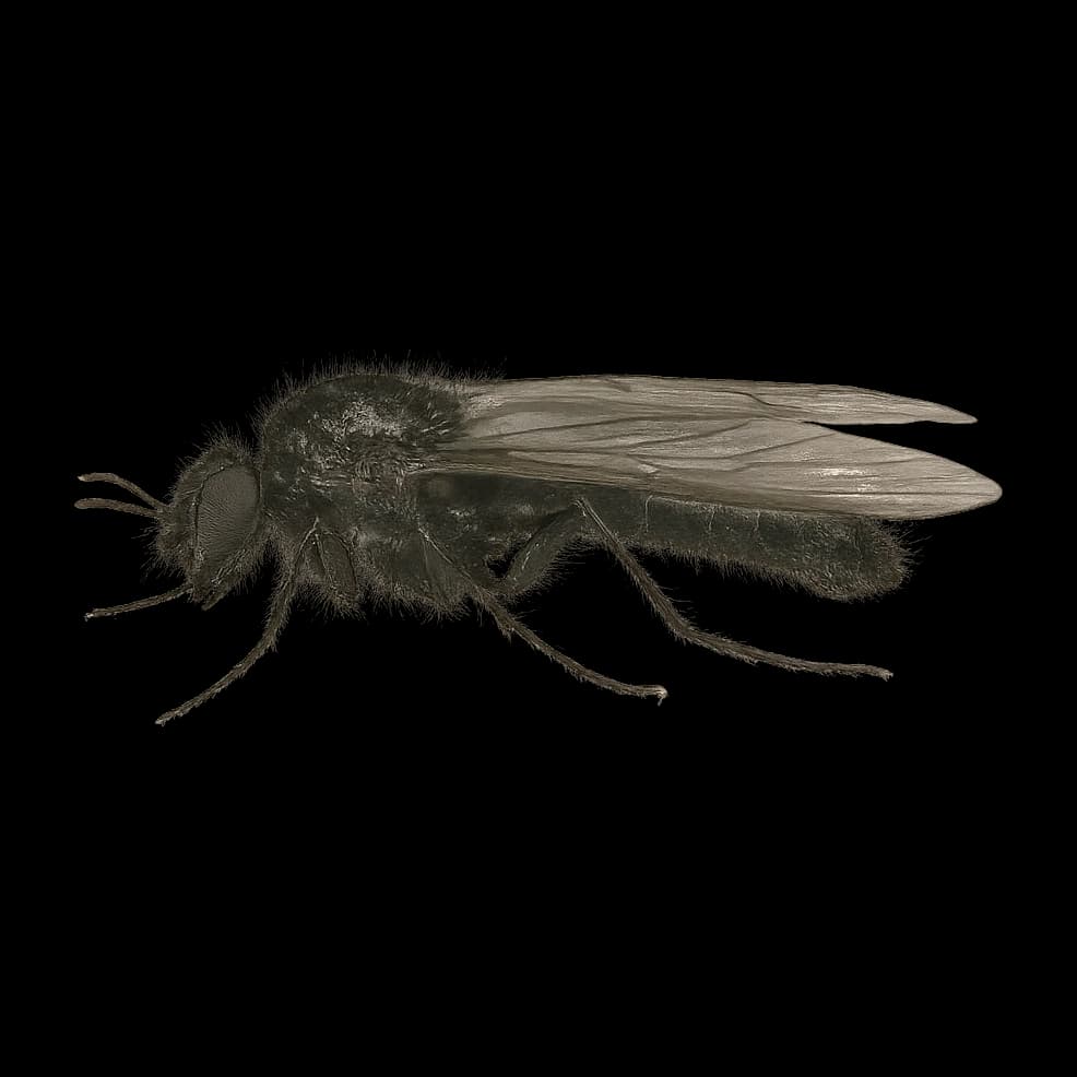 Hawthorn Fly — Adult