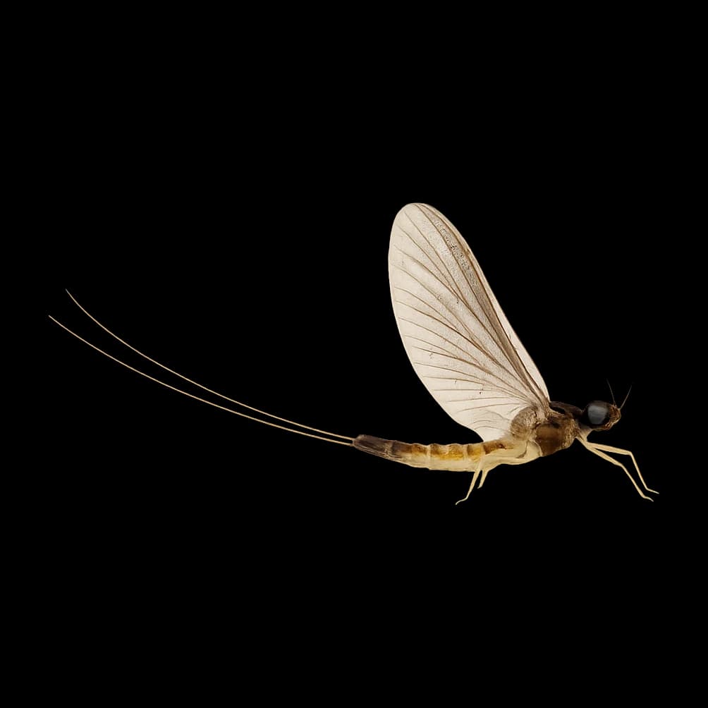 Caenis — Spinner