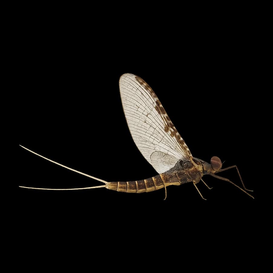 Callibaetis — Spinner