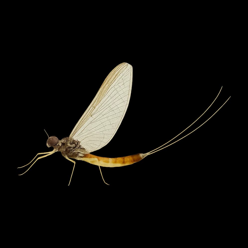 Small Spurwing — Spinner