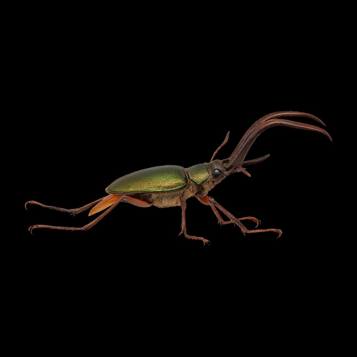Cantaria Beetle — Adult