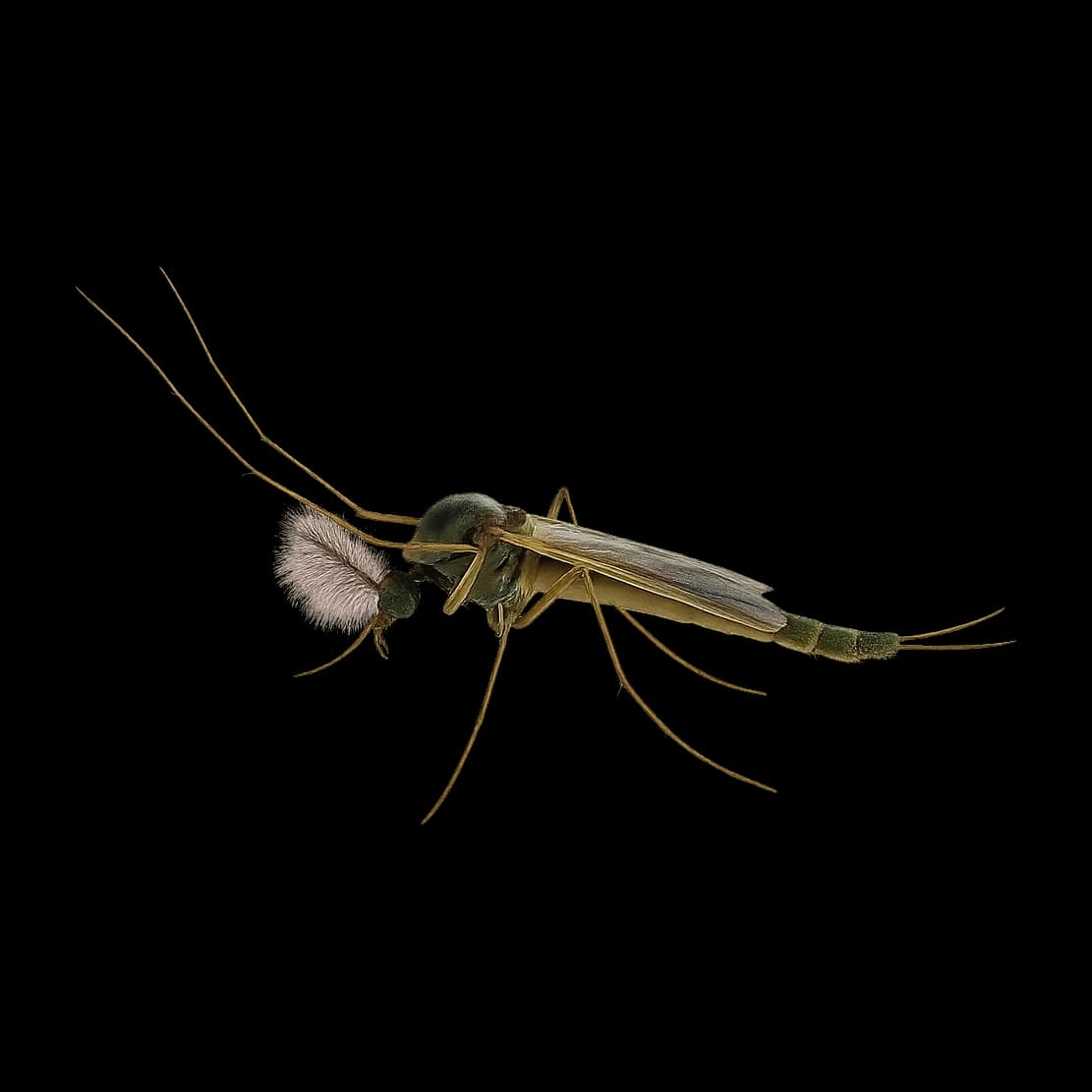 Black Midge — Adult