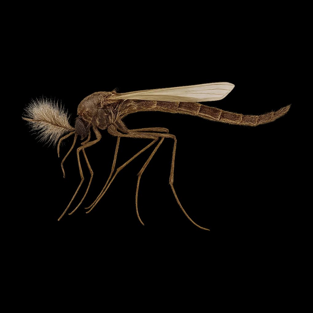 Duckfly — Adult