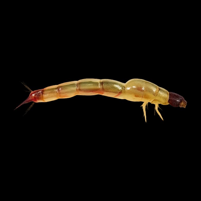 Reservoir Buzzer — Larva / pupa