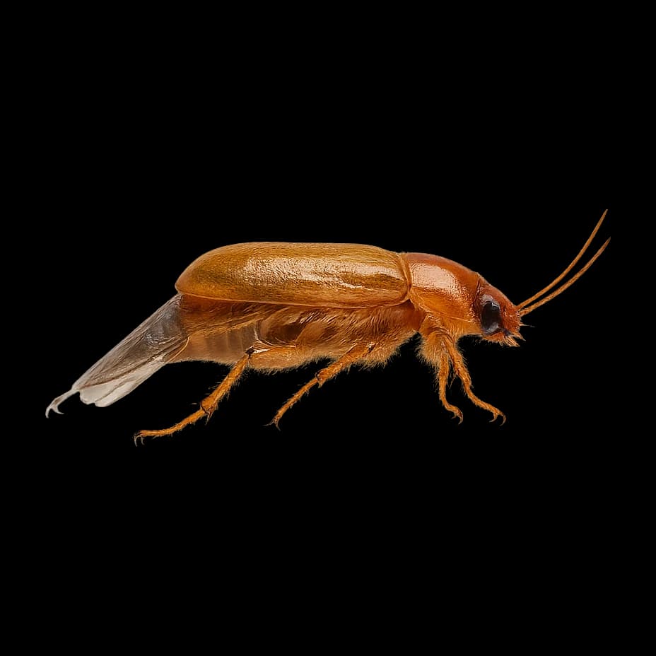 Brown Beetle — Adult