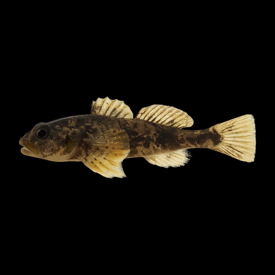 Sculpin (North America) — Adult