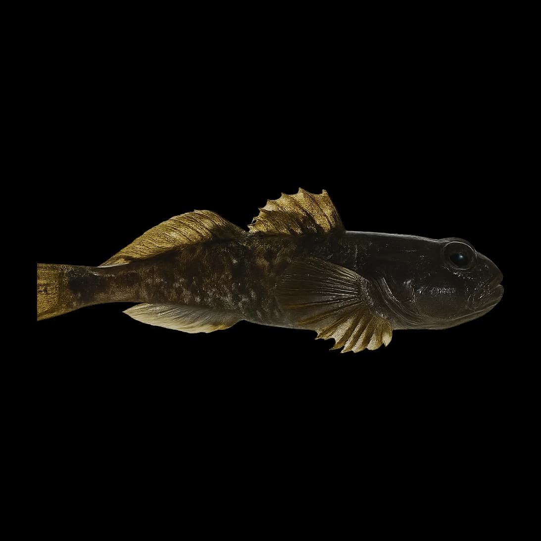 Sculpin (North America) — Adult