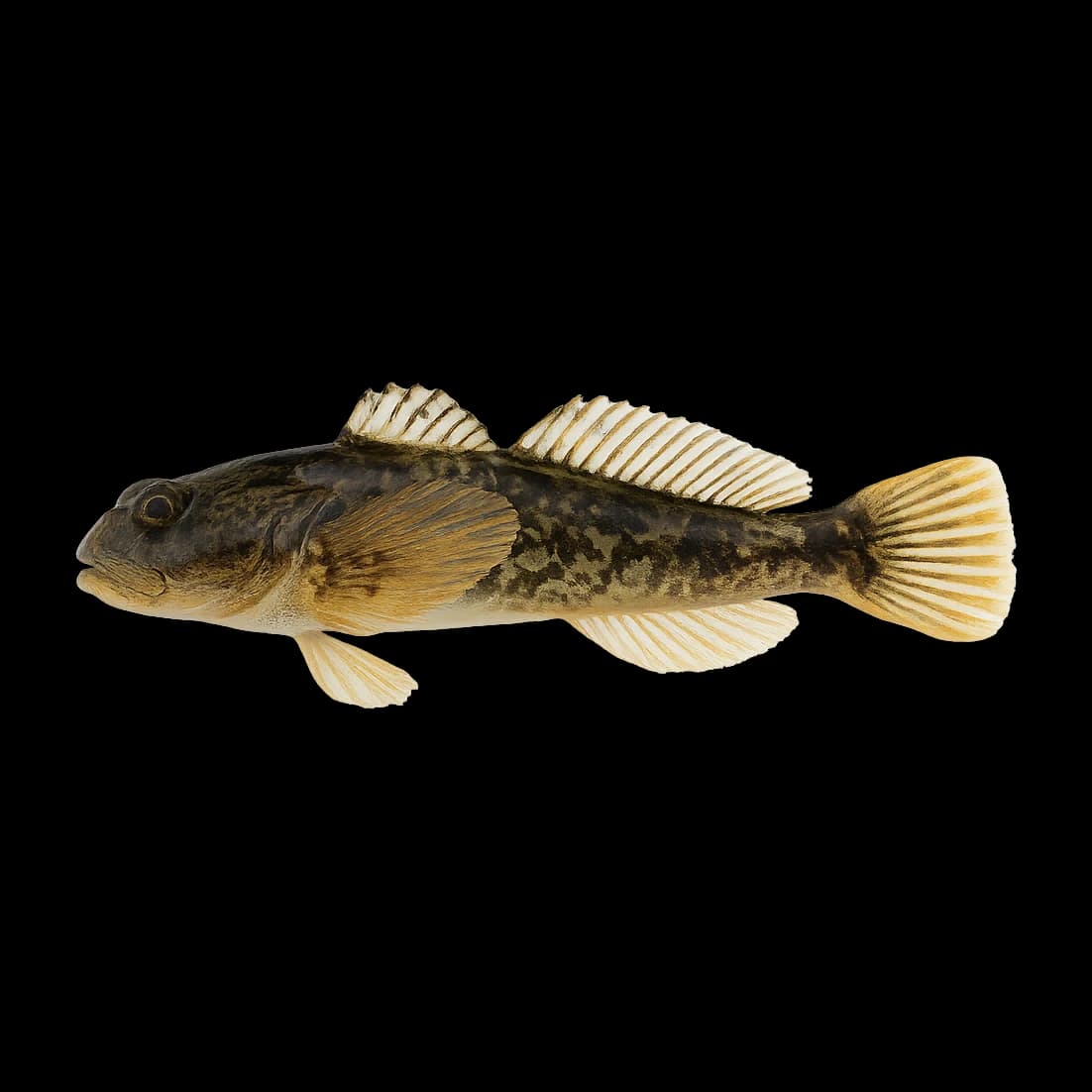 Kajika Sculpin (Japan) — Adult