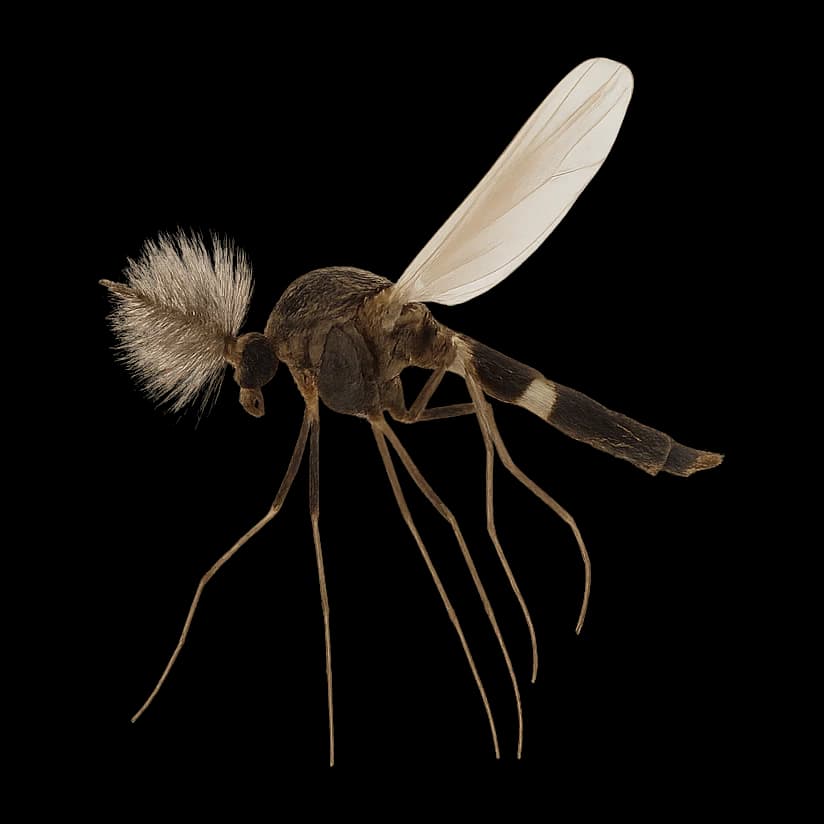 Cricotopus — Adult