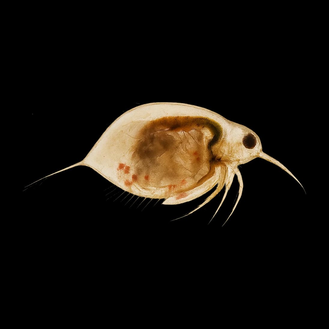 Daphnia Swarm — Adult
