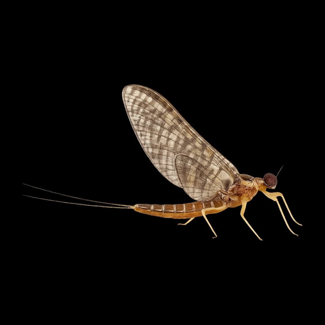 Deleatidium / NZ Mayfly Dun — Spinner