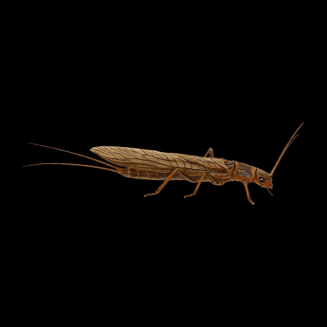 Large Stonefly — Adult