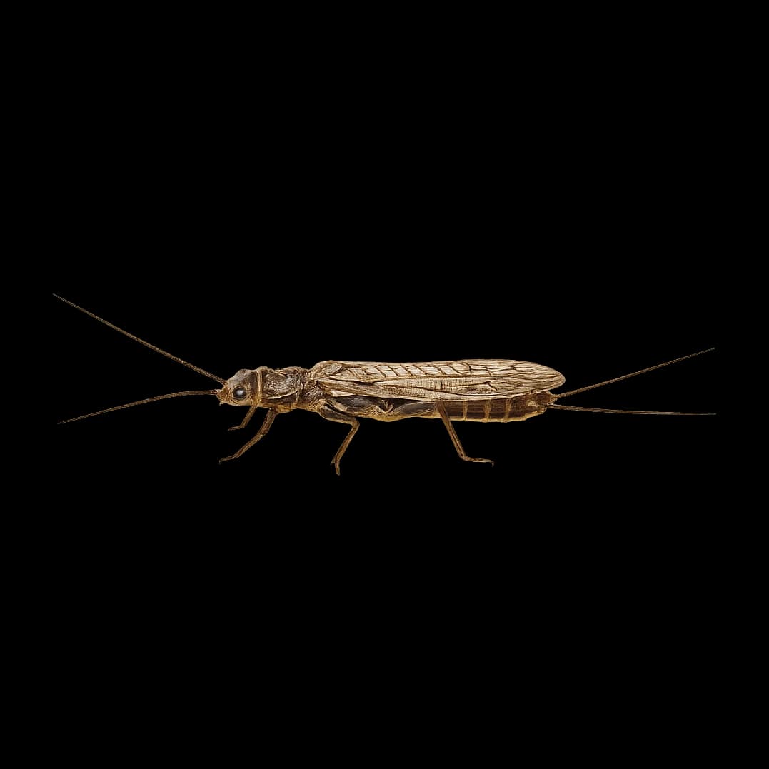 Diura nanseni — Adult