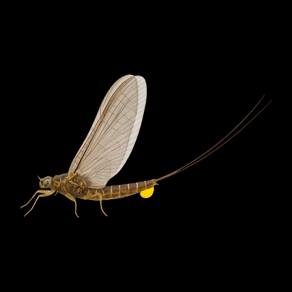Eastern Summer BWO (Drunella) — Spinner