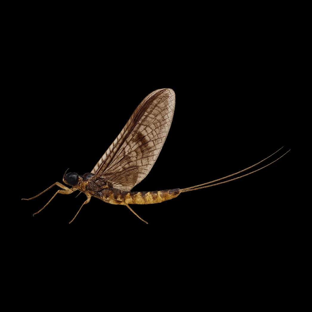 Flav (Small Western Green Drake) — Spinner