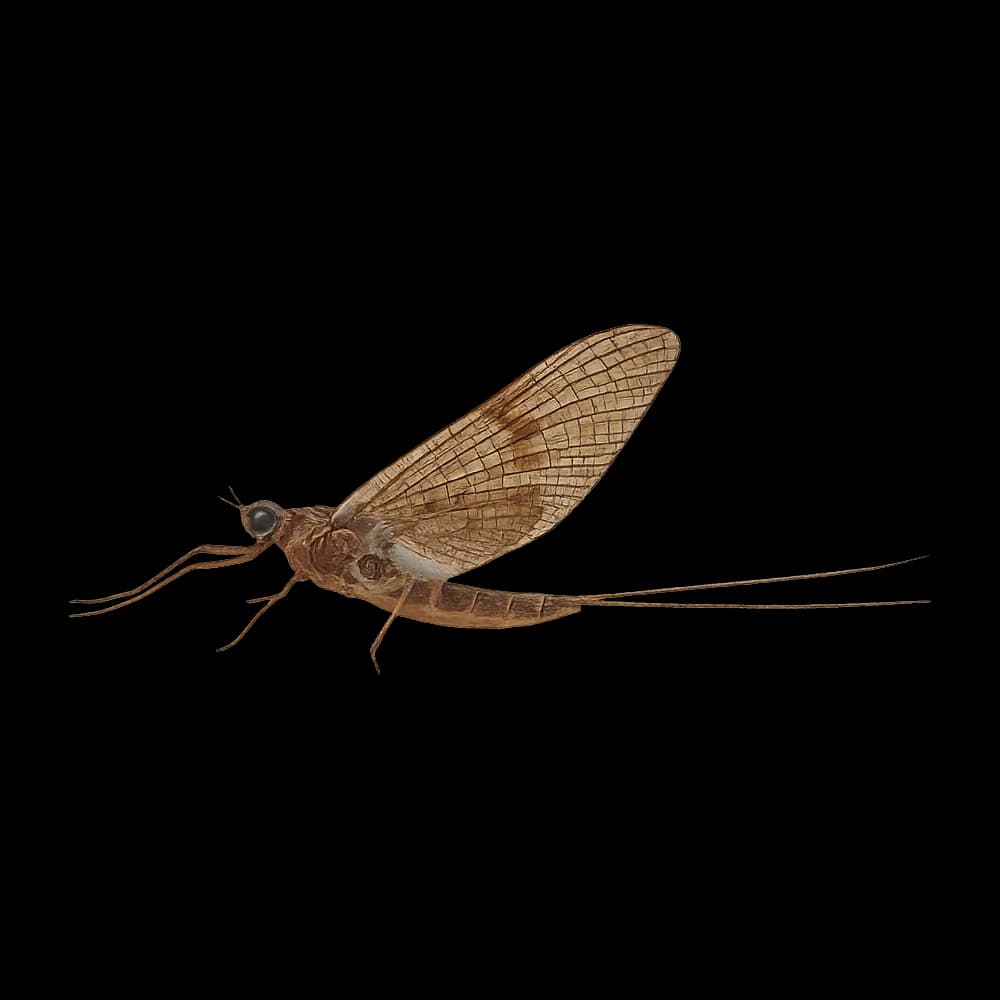 Autumn Dun — Spinner