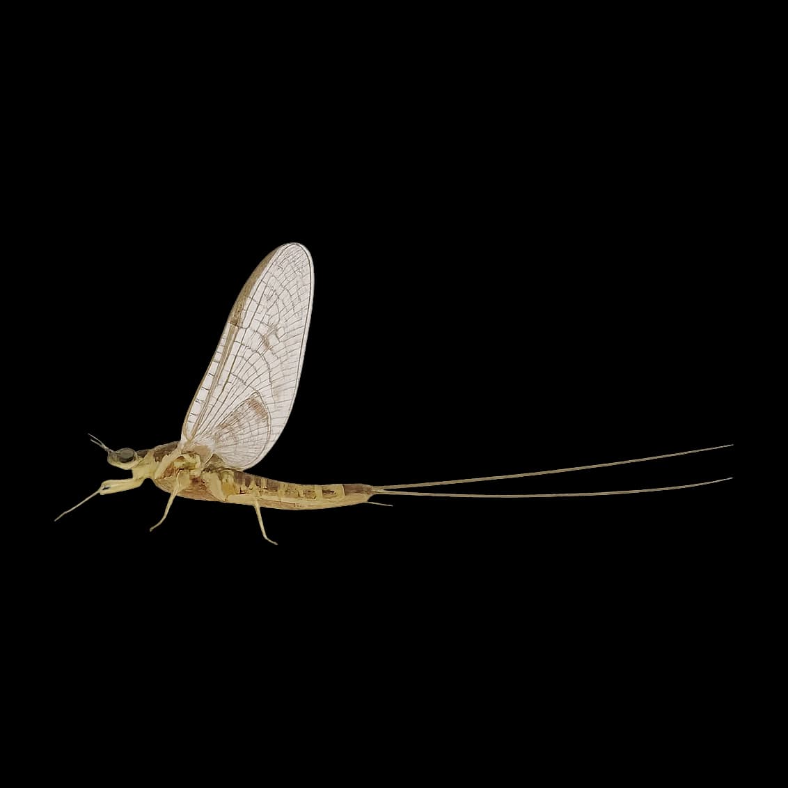 Large Green Dun — Spinner