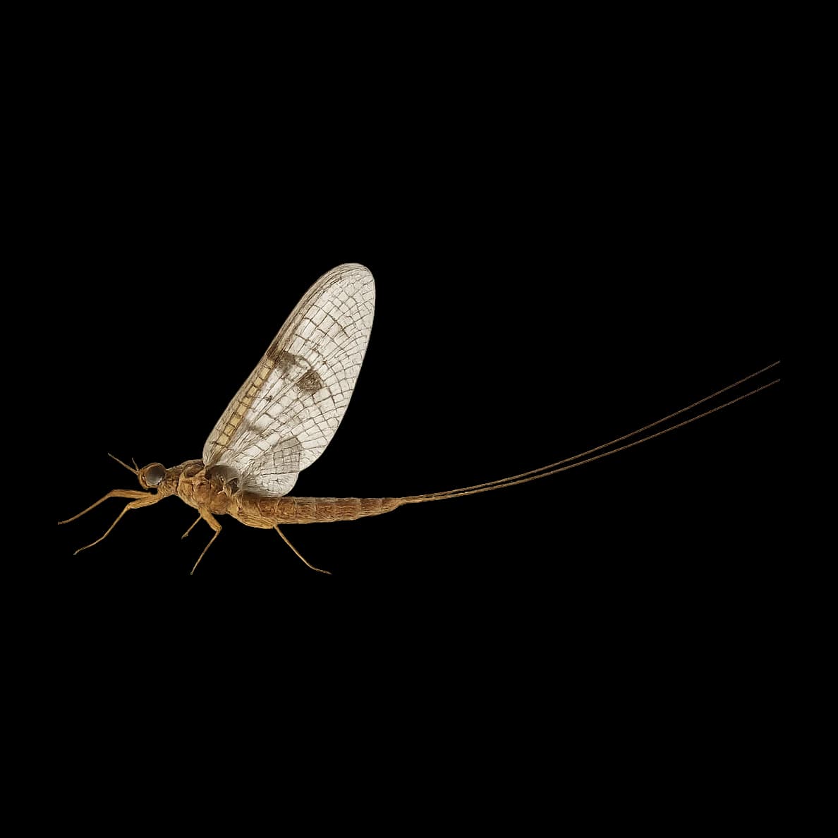 Large Brook Dun — Spinner