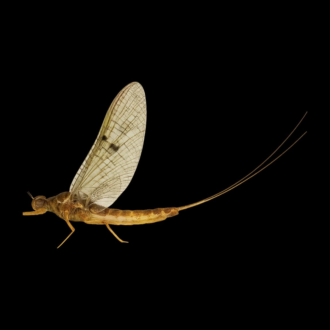 Late March Brown — Spinner
