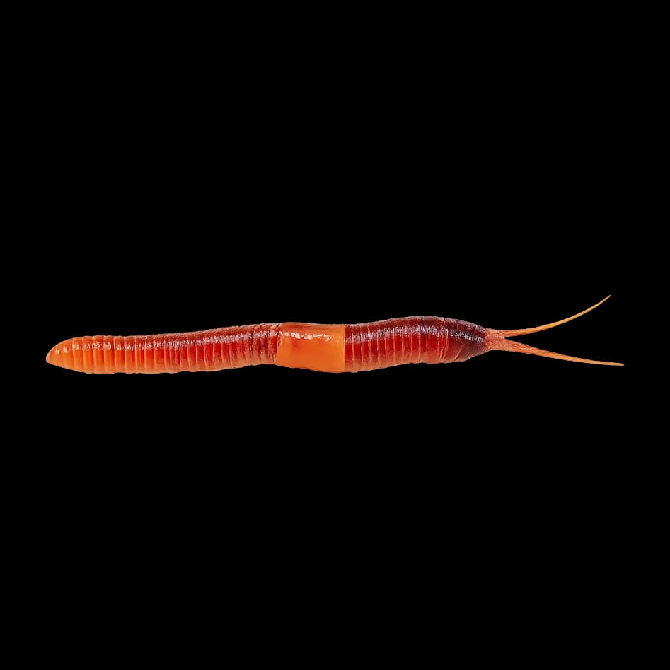 Worms — Adult