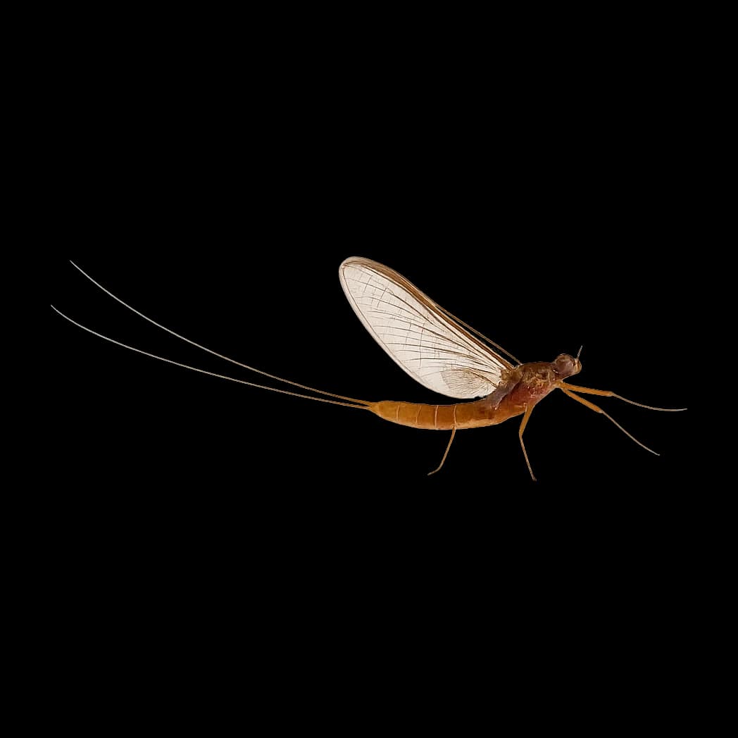 Dusky Yellowstreak — Spinner