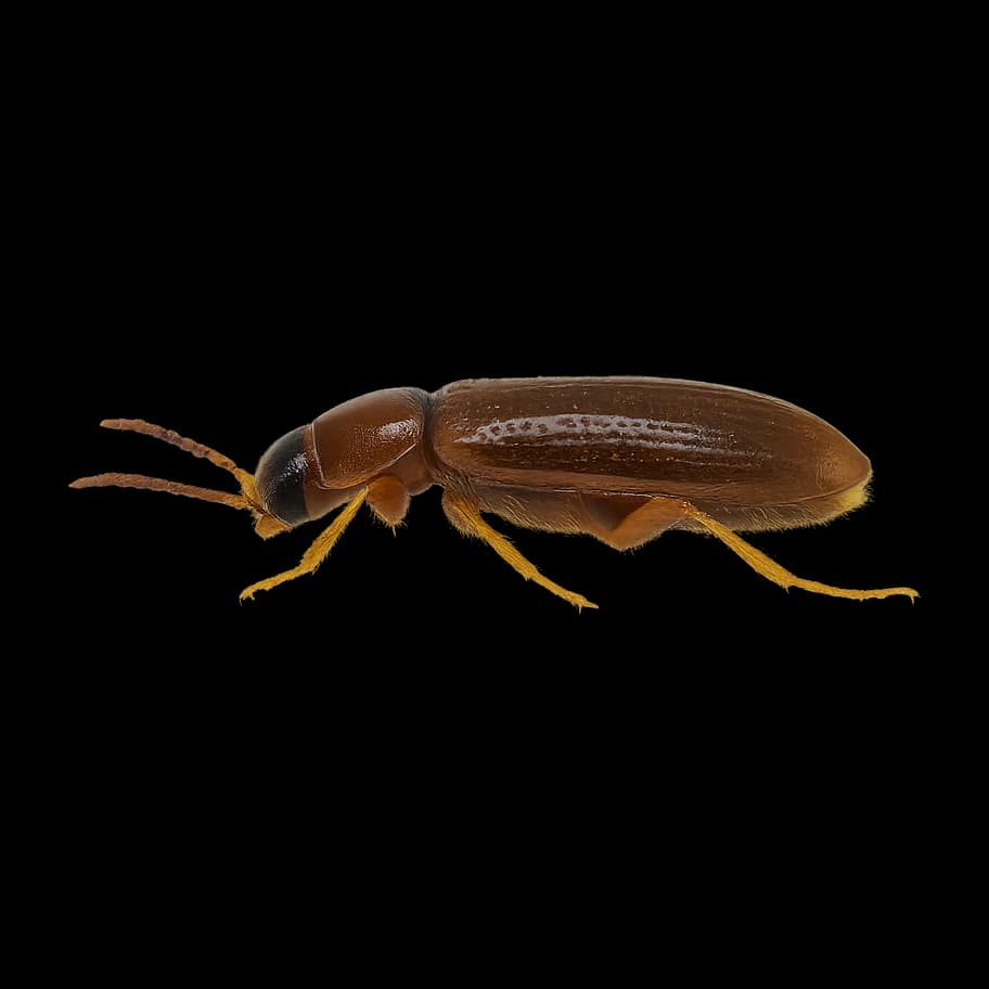 Elmidae — Adult