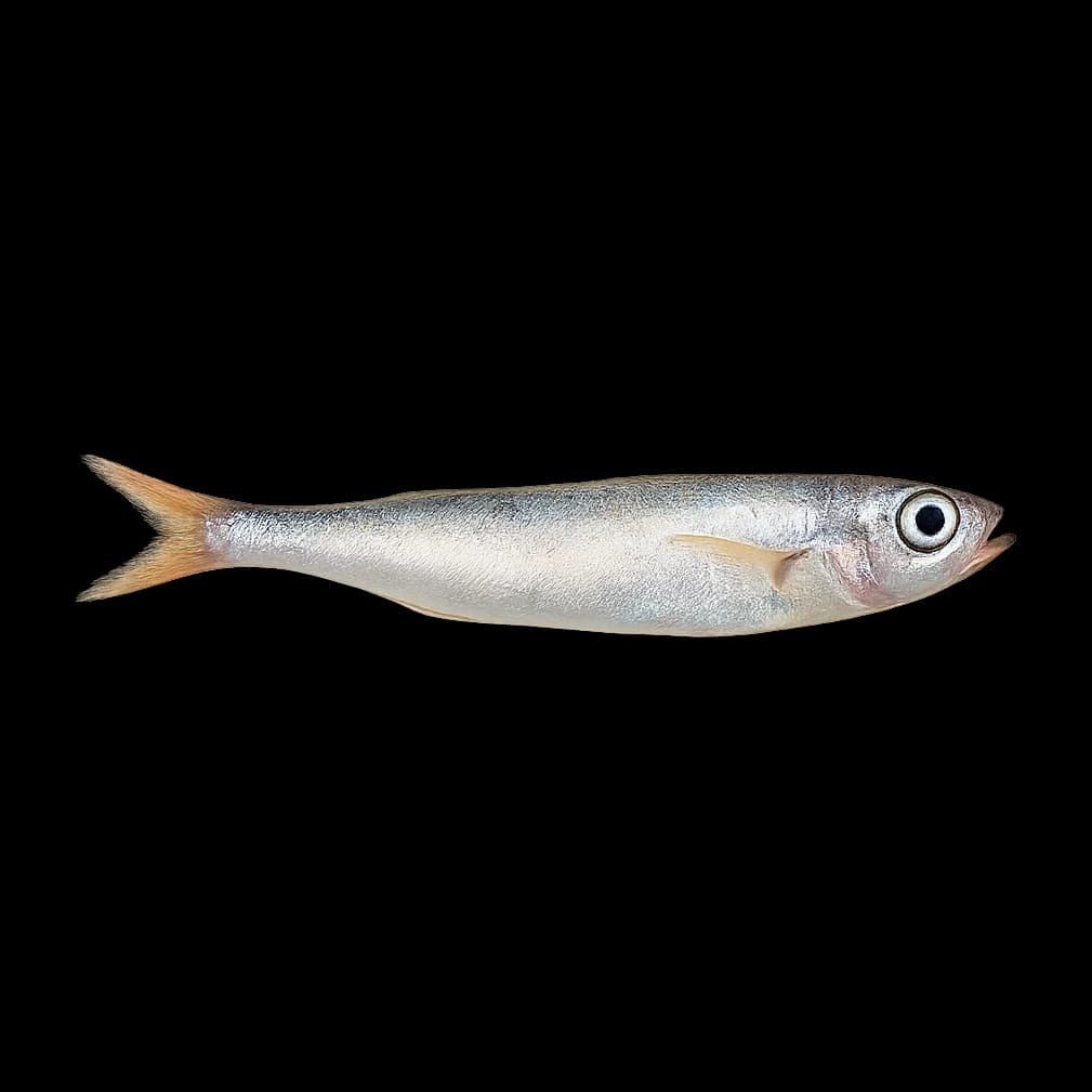 Fry / Baitfish — Adult