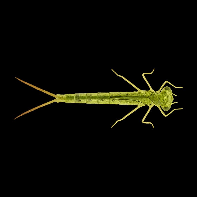 Damselfly Nymph — Nymph