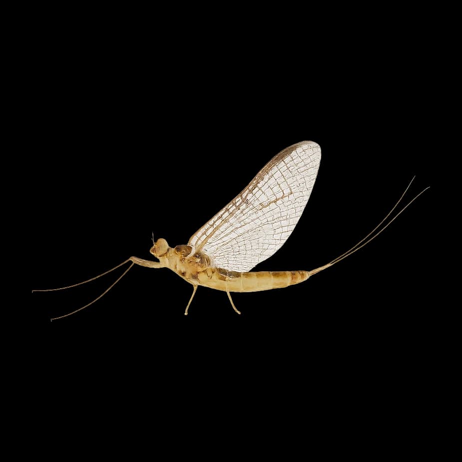 Epeorus latifolium (Riffle Mayfly) — Spinner