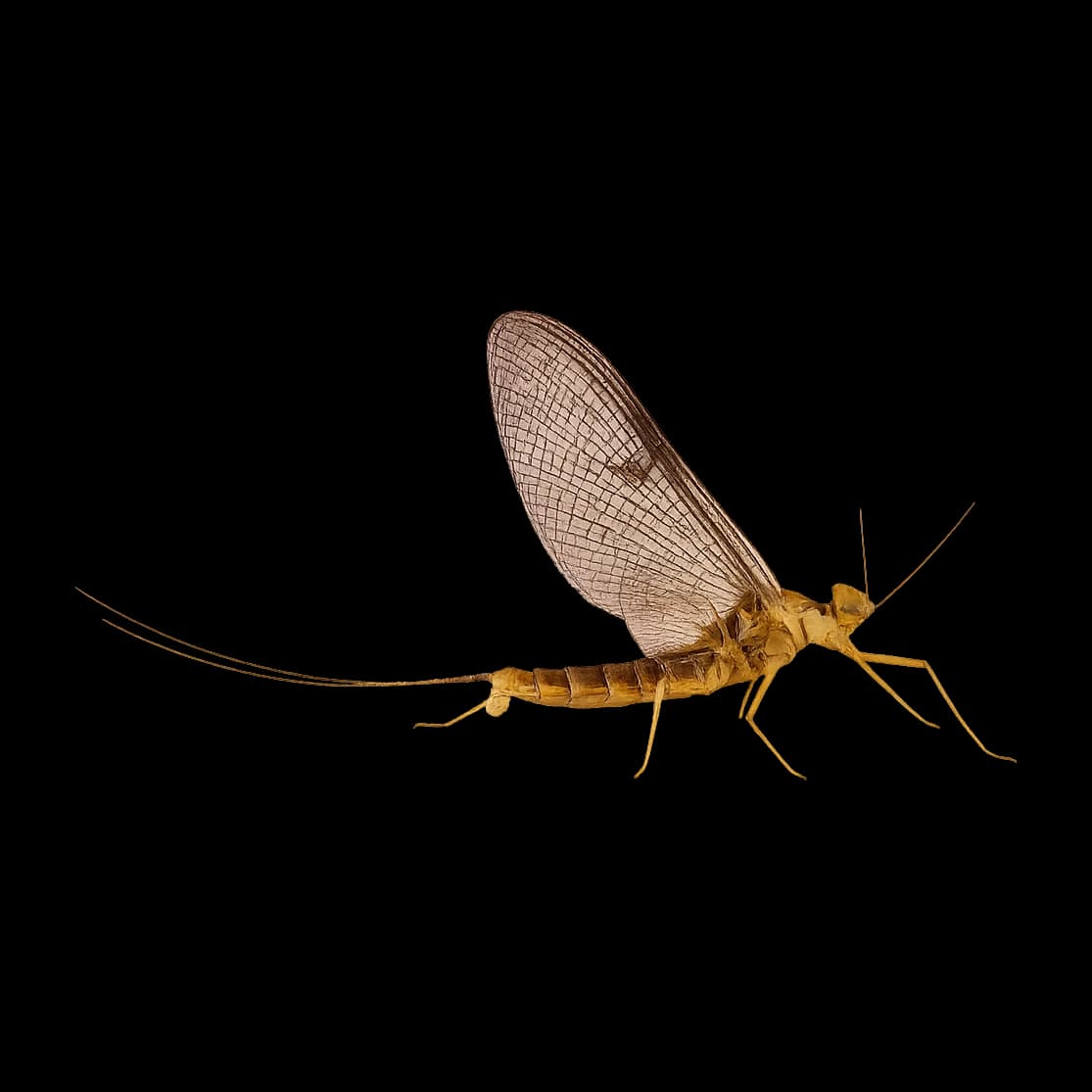 Quill Gordon — Spinner