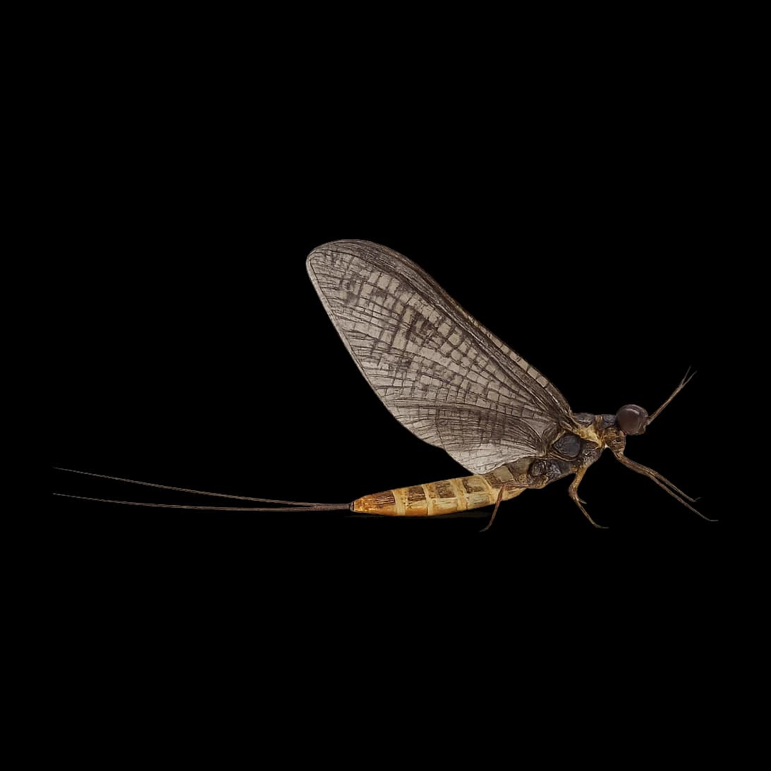 Mayfly (Green Drake) — Spinner