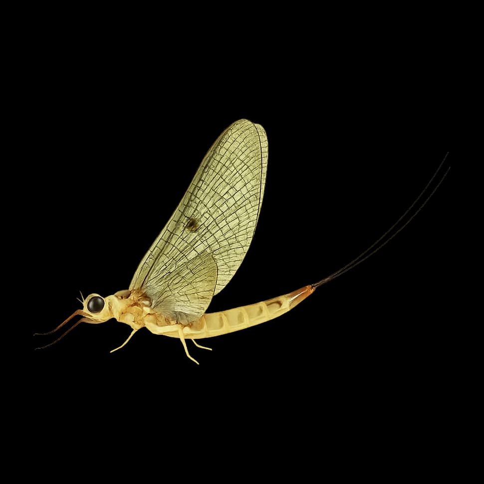Ephemera japonica (Upstream Keiryu Mayfly) — Spinner