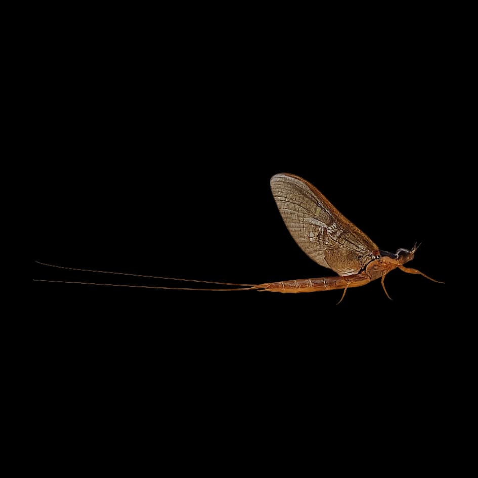 Ephemera orientalis (Lowland Mayfly) — Spinner