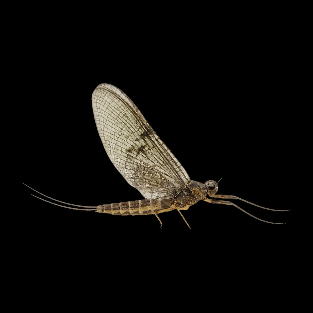 Brown Drake — Spinner