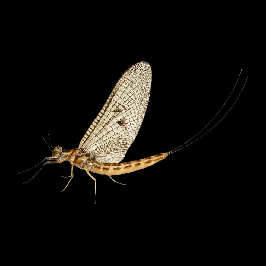 Ephemera strigata (Mid-Reach Keiryu Mayfly) — Spinner